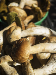 Boletus edulis mushroom
