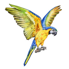 Macaw Blue-and-yellow. Parrot Flying isolated on white backgroung