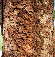 Damaged oak trunk in wood by bark beetles, background and texture
