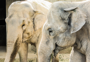 elefante © nachocri