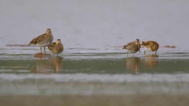 Common snipe (Gallinago gallinago)