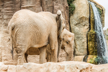 elefantes en biopark