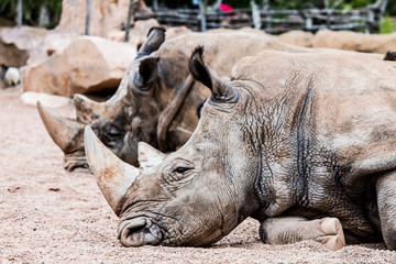 Obraz premium rinocerontes