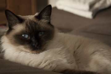 Katze Ragdoll