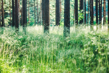 Pine forest at sunset, beautiful landscape