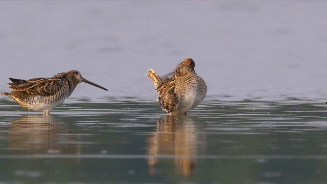 Wading birds in water