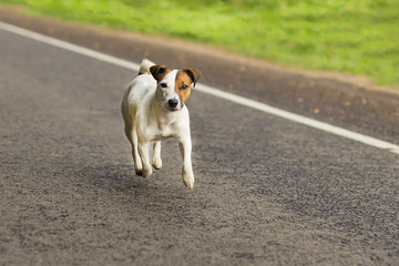 Jack Russell on the road © vilma3000