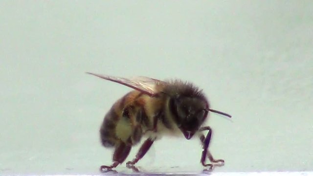 Bee mulberry with pollen walks and flies away