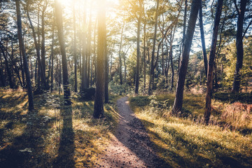Fototapeta premium Beautiful scenery, sunset in the forest