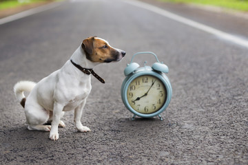 Jack Russell on the road with the clock