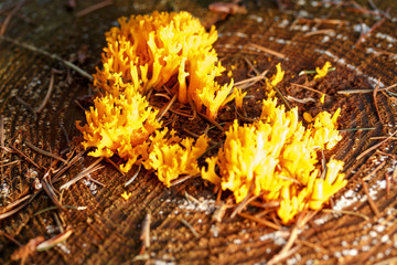 Mushrooms in the forest floor