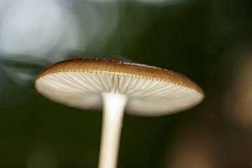 Mushrooms in the forest floor