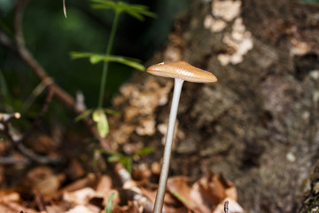 Mushrooms in the forest floor