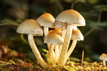 Mushrooms in the forest floor
