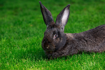 the gray rabbit
