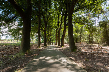 Bike path or trail through woods with a view