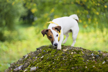 Jack Russell in nature in the yellow handkerchief.
