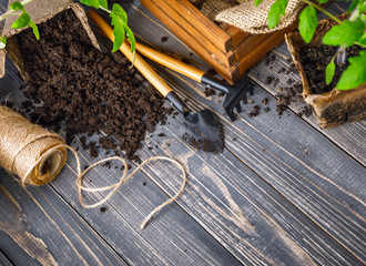 Seedlings tomato in pot with garden tools ground spade and rake