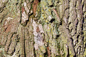 Close up of textured Tree Bark
