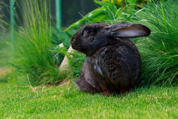 the gray rabbit