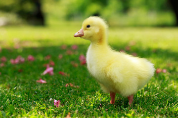 little yellow duckling