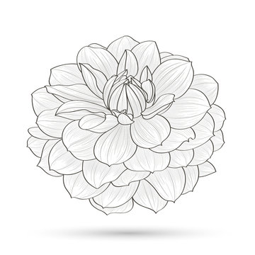 Hand-drawn flower dahlia. Element for design. Abstract floral background.