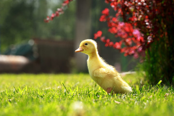 little yellow duckling