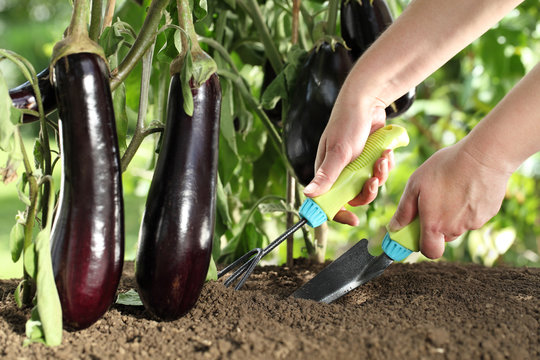 hands works the soil with tools,eggplants plants in vegetable garden close up