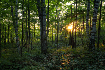 Sunset in the Forest