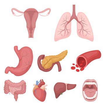 Organs set icons in cartoon style. Big collection of organs vector symbol stock illustration