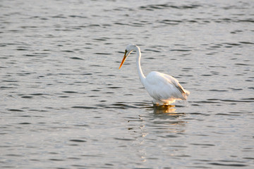 Fototapeta na wymiar Great White Egret Patrols the Bay for Fish at Sunrise on a Summer Morning
