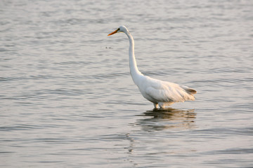 Obraz premium Great White Egret Patrols the Bay for Fish at Sunrise on a Summer Morning