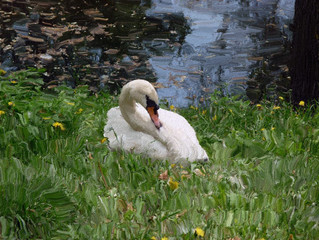 swan © snemshilov
