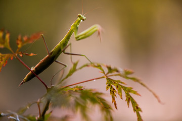 Mantide Religiosa