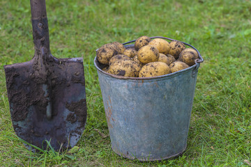 potatoes harvesting