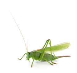 Green locust isolated