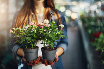 Female gardener holding small roses in pots. Close-up.