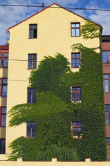 Fototapeta premium The natural decoration of the house in the form of a weaving ivy adds refinement to the facade of the house. Prague. Czech Republic