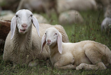 lamb with his mother in the middle of the flock
