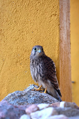 Kestrel standing on the rock