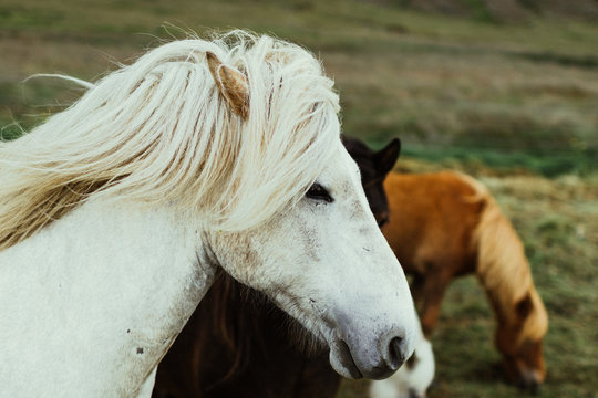 Icelandic Horse