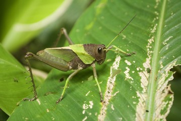 Grasshopper