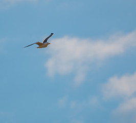 Seagull in flight