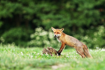 Adult red fox guarded catch bird on meadow in early morning - Vulpes vulpes