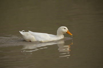 DUCK-1