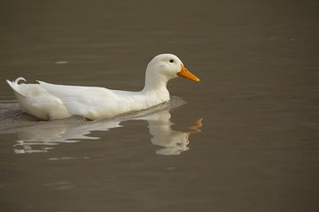 DUCK-2