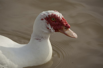 DUCK-3