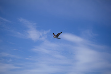 Flying seagull against the blue sky background.
Wild nature of Russia.