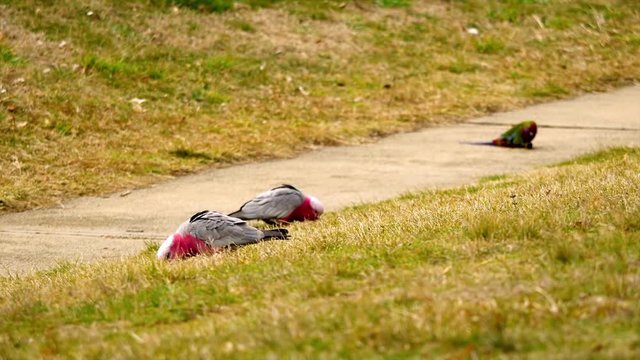Three perroquets wander around a seach for food in the grass near a sidewalk