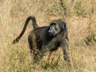 african baboon